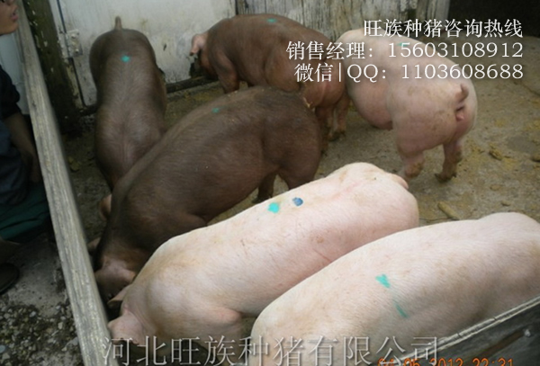 河北旺族种猪美国引种照片,河北旺族种猪场